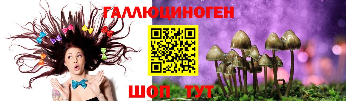 Галлюциногенные грибы Psilocybe Саяногорск
